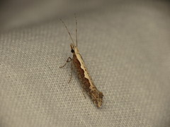 Plutella xylostella-australiana