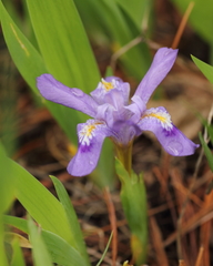 Iris lacustris