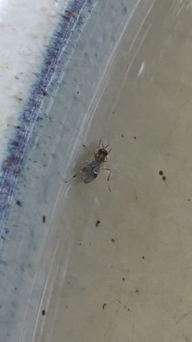 Actina viridis photo 2