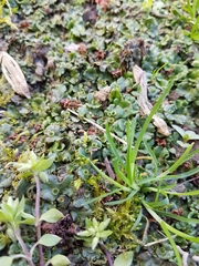Marchantia polymorpha ruderalis