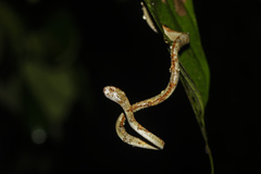 Aplopeltura boa