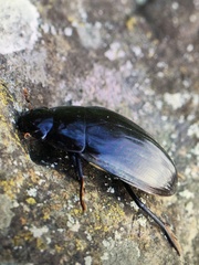 Hydrophilus piceus