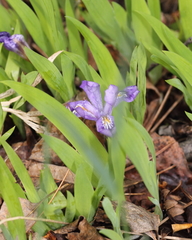 Iris lacustris