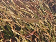 Helotes octolineatus