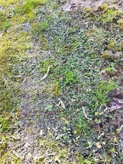 Marchantia polymorpha ruderalis