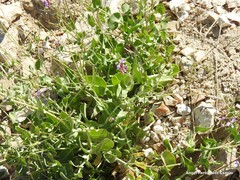 Moricandia arvensis