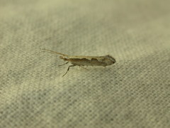 Plutella xylostella-australiana