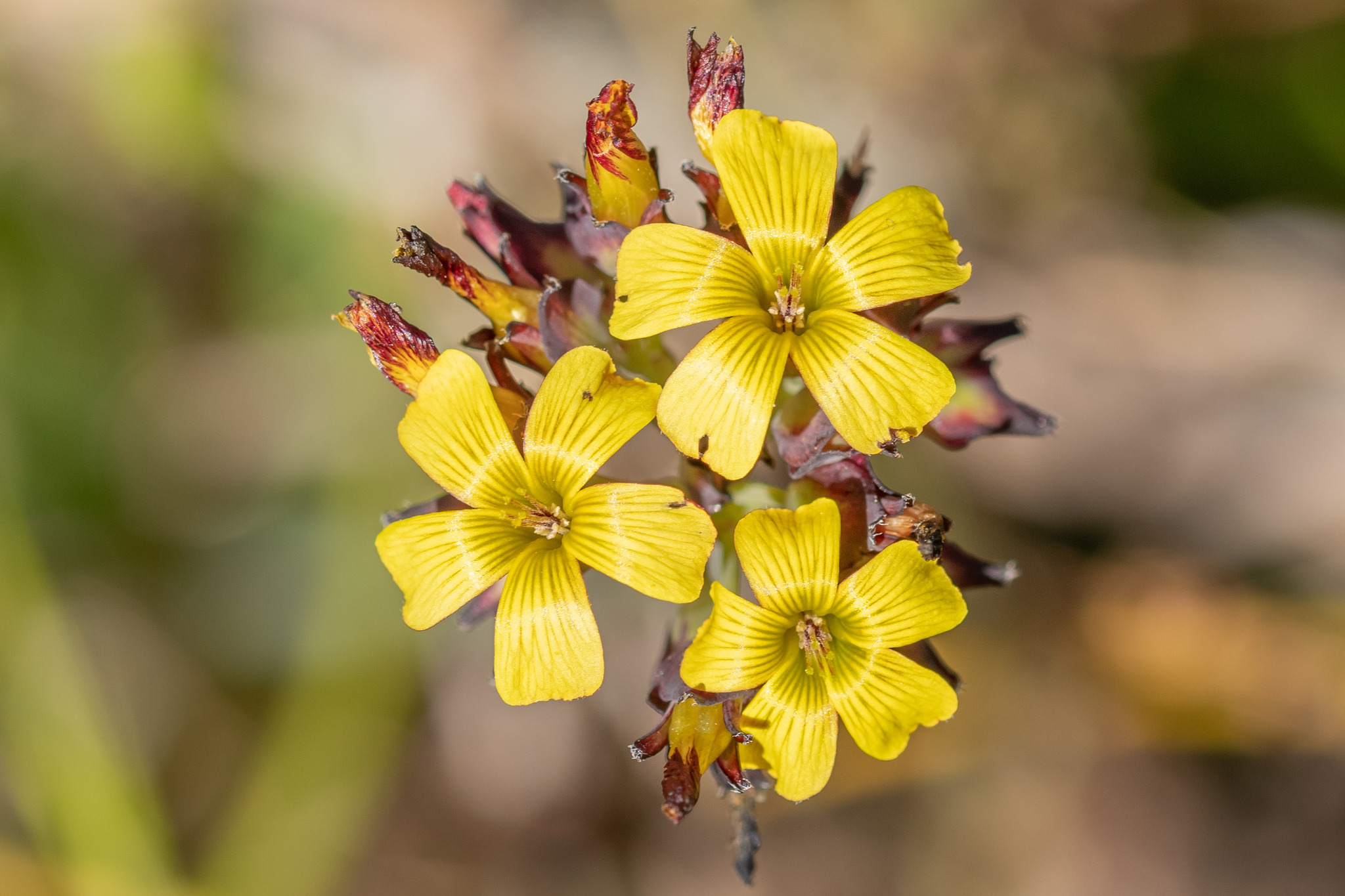 Oxalis tortuosa Lindl.