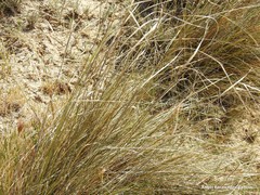 Stipa lagascae