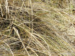 Stipa lagascae
