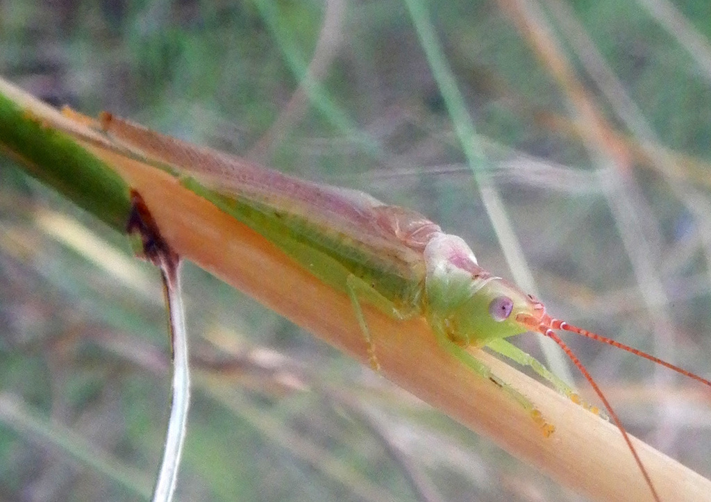 Conocephalus laetus
