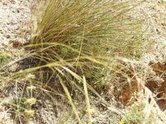 Stipa lagascae