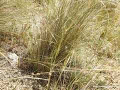 Stipa lagascae