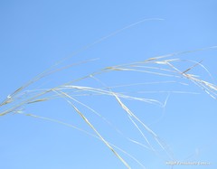Stipa lagascae