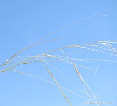 Stipa lagascae