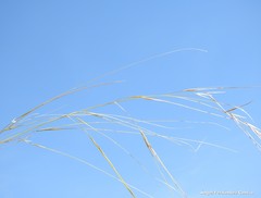Stipa lagascae