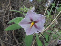 Lycianthes moziniana