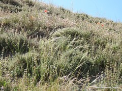 Stipa lagascae