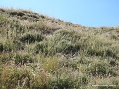 Thymus zygis