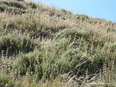 Salvia verbenaca