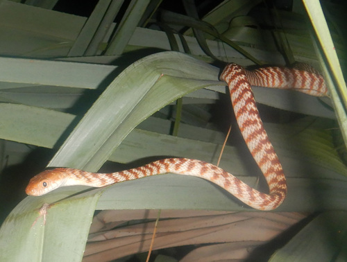 Brown Tree Snake sighting