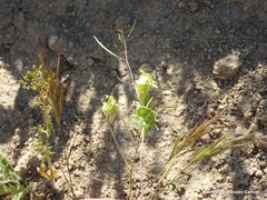 Biscutella auriculata