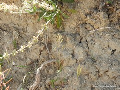 Centranthus calcitrapae