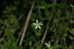 Stellaria crassifolia