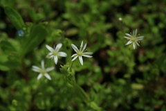 Stellaria crassifolia