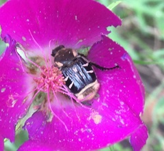 Trichiotinus texanus