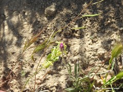 Hordeum murinum leporinum