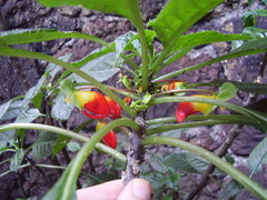 Impatiens niamniamensis