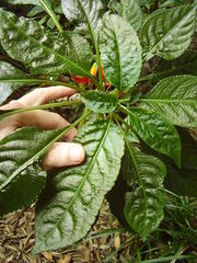 Impatiens niamniamensis