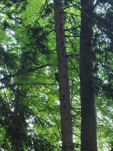 Tawny Owl