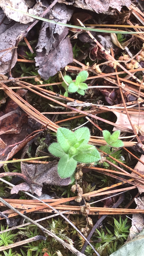 Cerastium fontanum iNat (1)