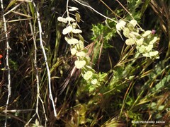 Biscutella auriculata