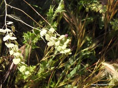 Biscutella auriculata