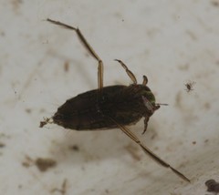 Notonectinae