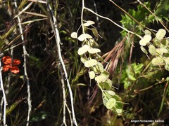 Biscutella auriculata