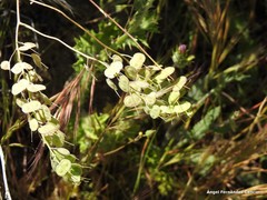 Biscutella auriculata