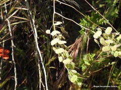 Biscutella auriculata