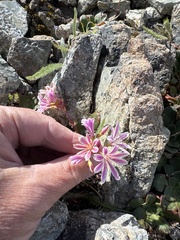 Lewisia cotyledon, photograph (c) Rob Santry, some rights reserved (CC BY)