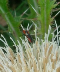 Prepops rubrovittatus