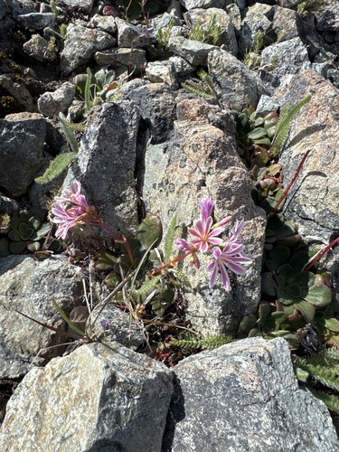 Lewisia cotyledon, photograph 6