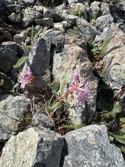 Lewisia cotyledon, photograph (c) Rob Santry, some rights reserved (CC BY)