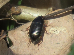 Amara familiaris