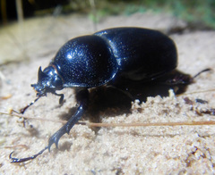 Haploscapanes barbarossa