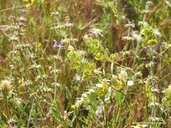 Biscutella auriculata