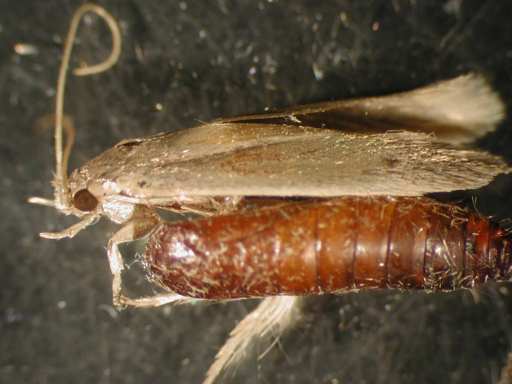 banana moth