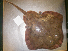 Leucoraja ocellata